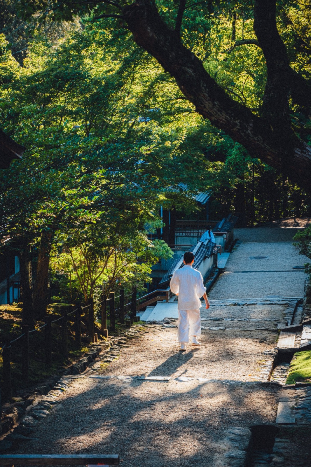 A figure walking a quiet tree-lined path in morning light