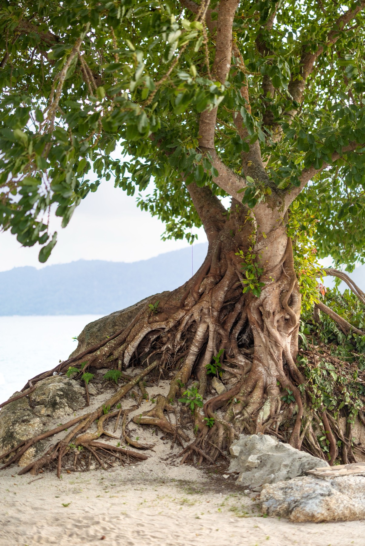 Resolving the root cause